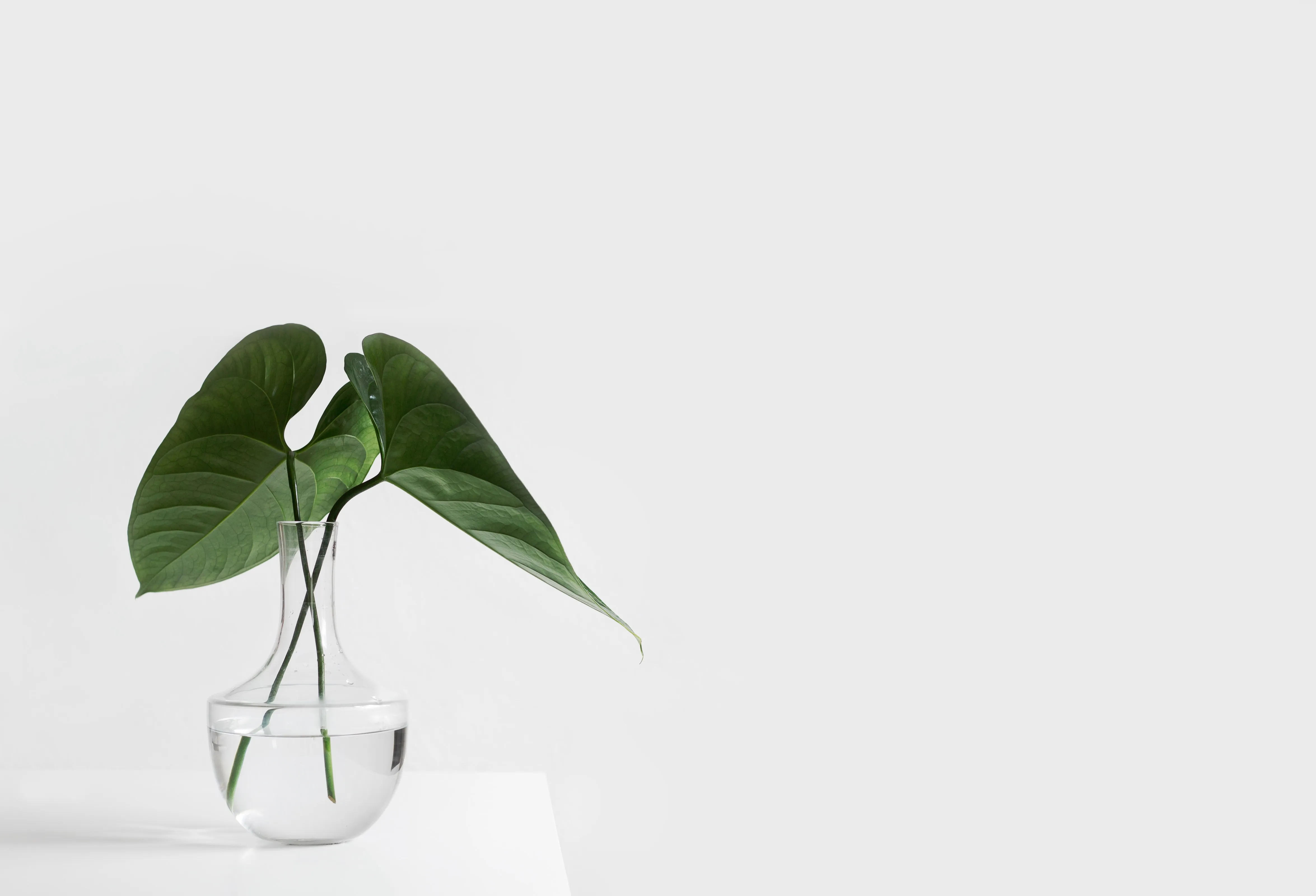 A plant standing on the white background